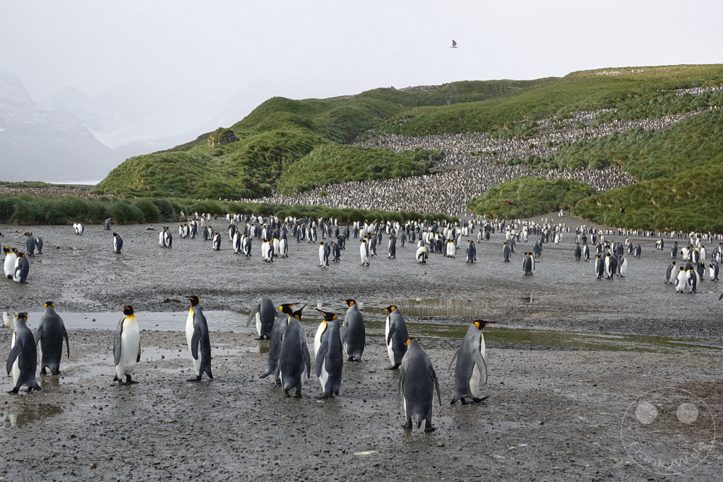 Südgeorgien und Südliche Sandwichsinseln - Sunset-Fjord