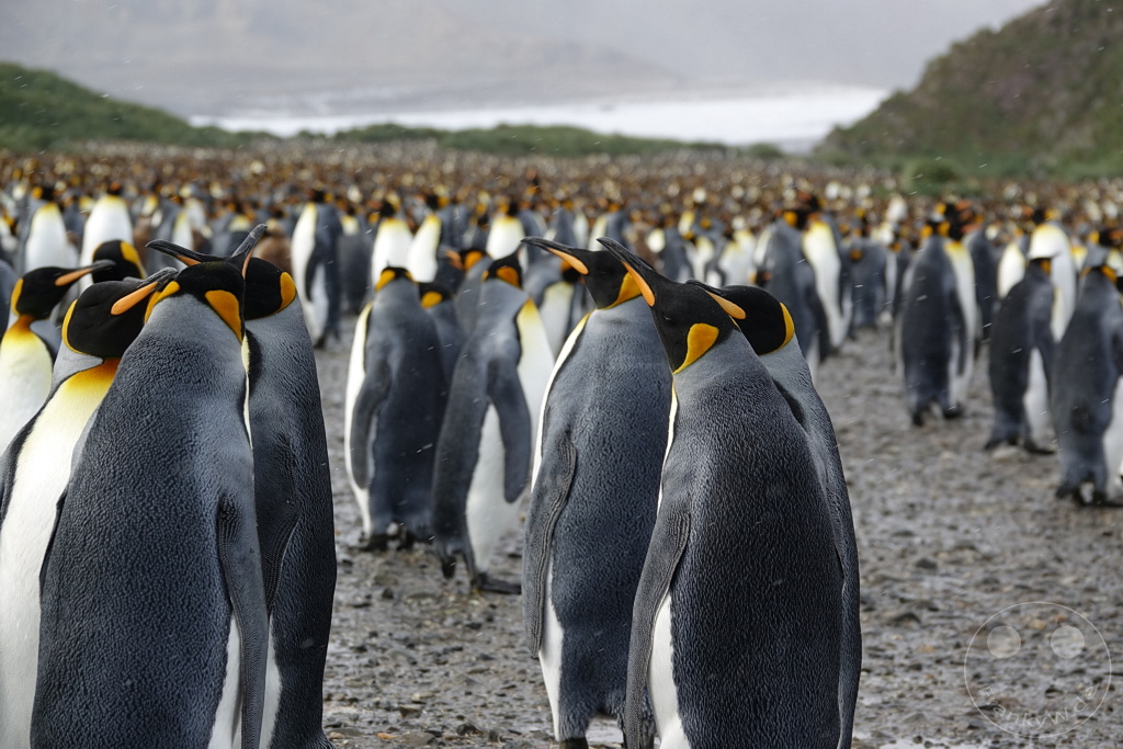 Südgeorgien und Südliche Sandwichsinseln - Sunset-Fjord