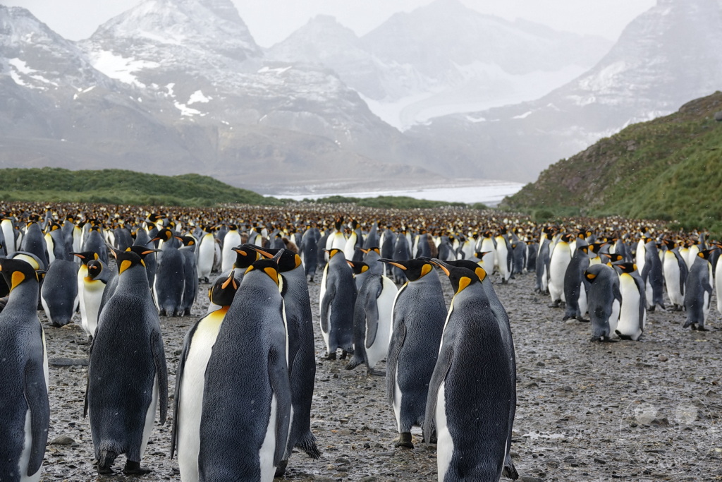 Südgeorgien und Südliche Sandwichsinseln - Sunset-Fjord