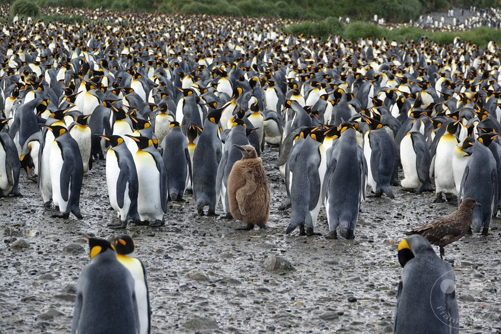 Südgeorgien und Südliche Sandwichsinseln - Sunset-Fjord