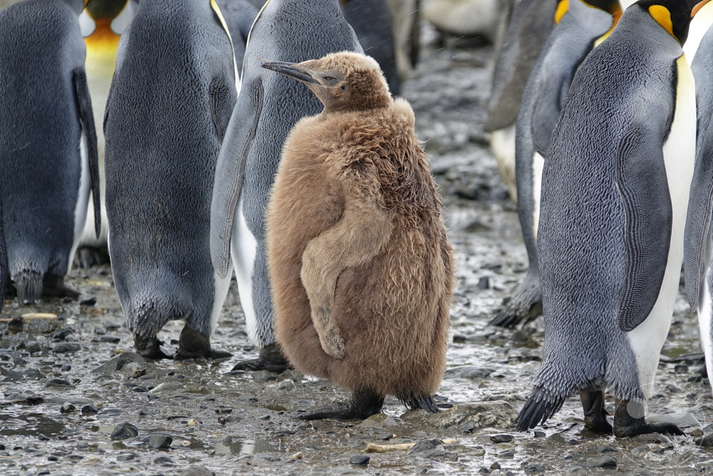 Südgeorgien und Südliche Sandwichsinseln - Sunset-Fjord