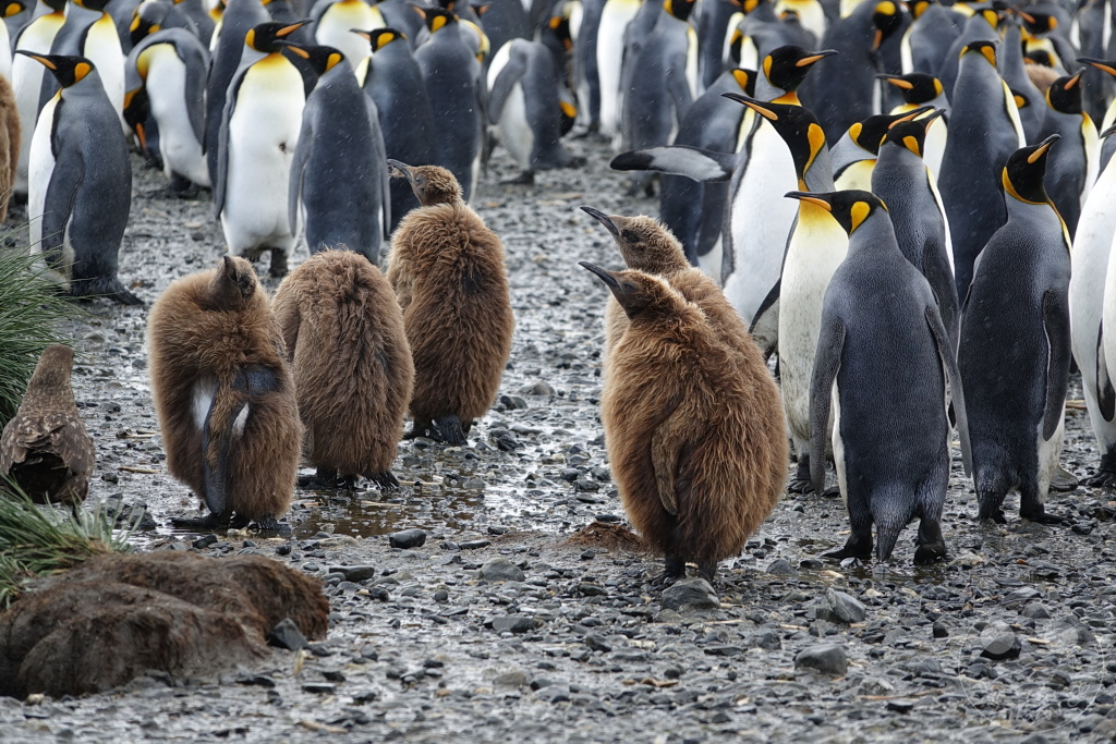 Südgeorgien und Südliche Sandwichsinseln - Sunset-Fjord