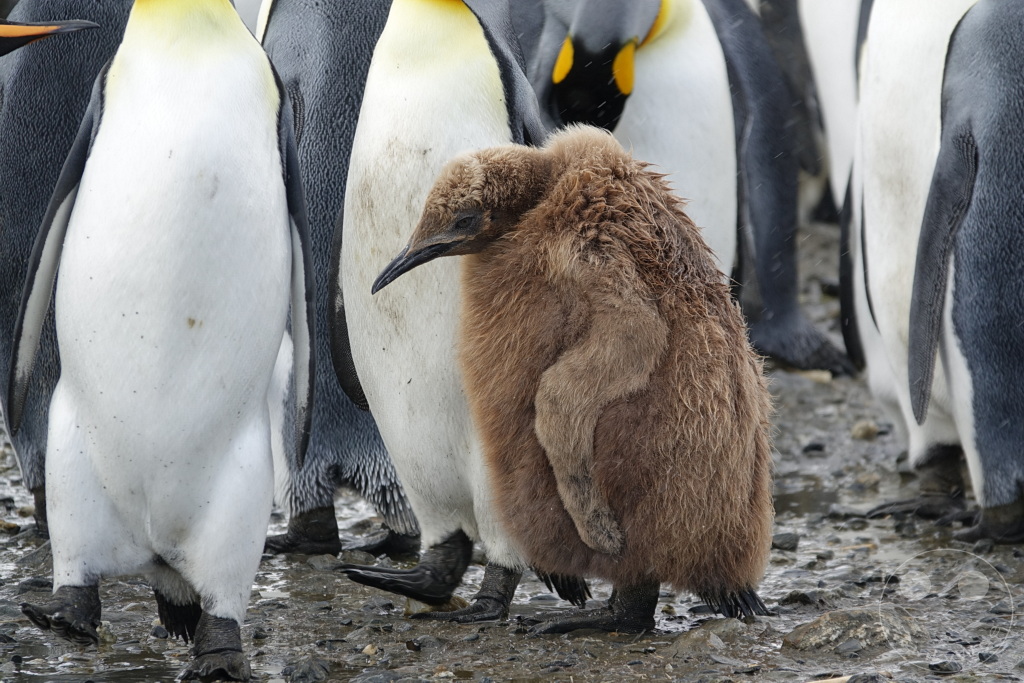 Südgeorgien und Südliche Sandwichsinseln - Sunset-Fjord