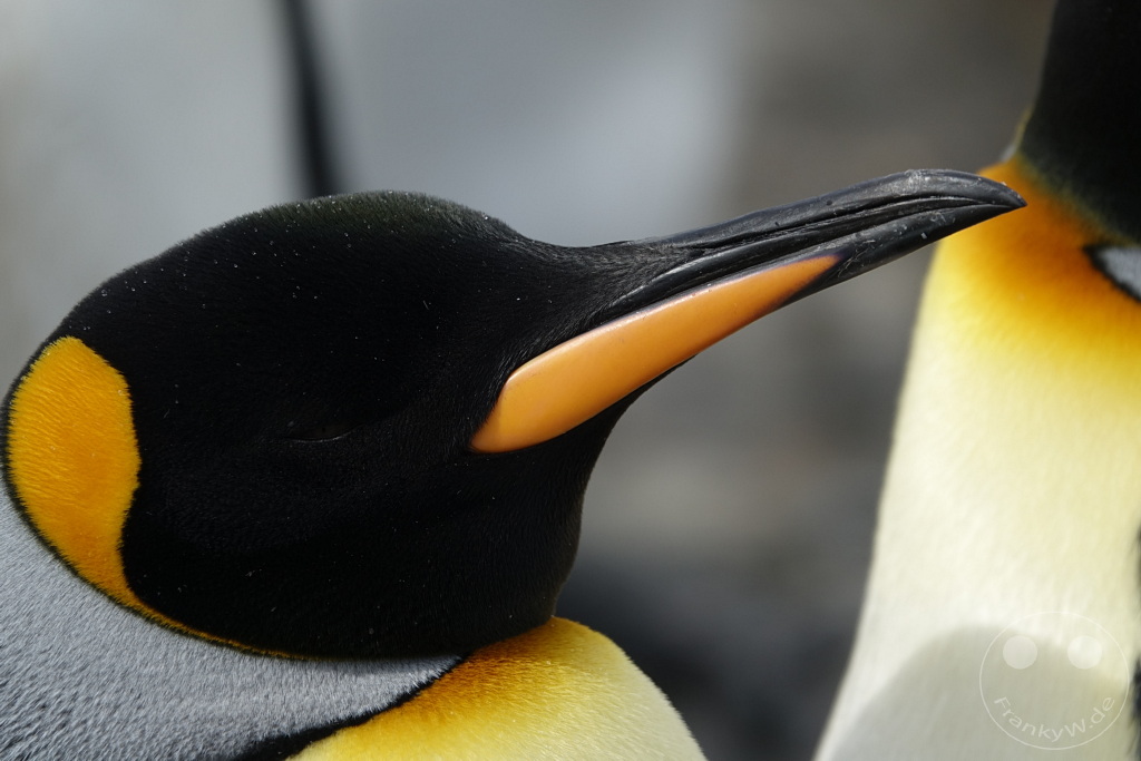 Südgeorgien und Südliche Sandwichsinseln - Sunset-Fjord