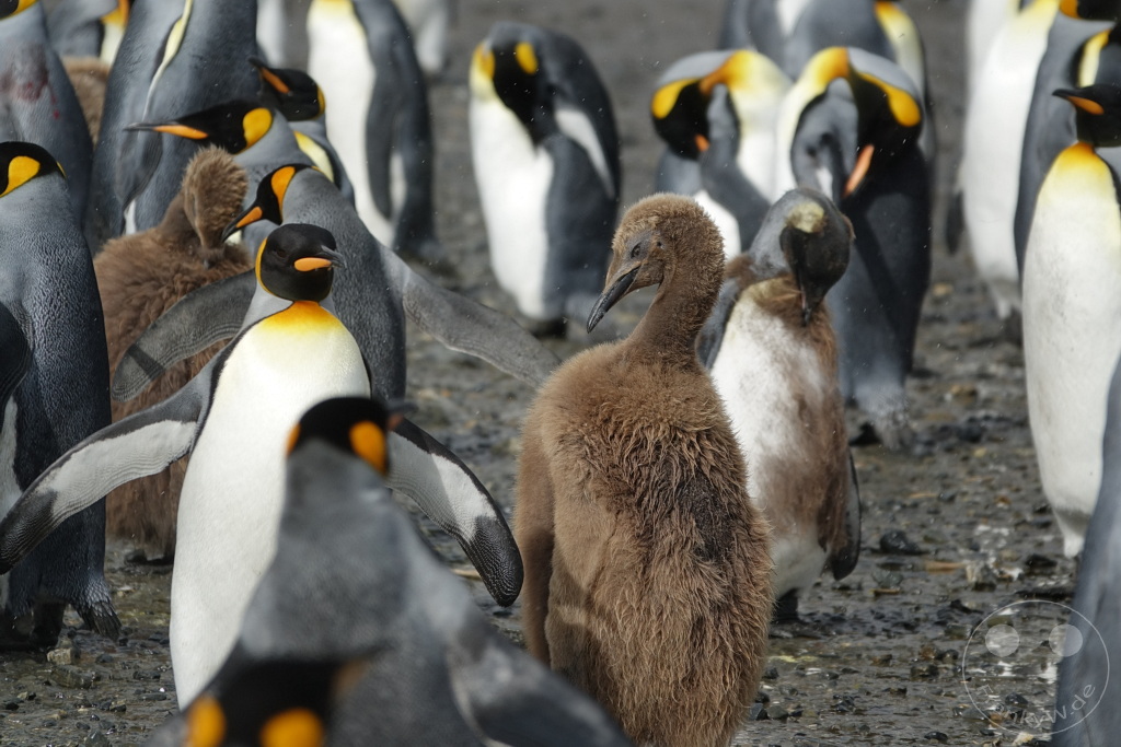 Südgeorgien und Südliche Sandwichsinseln - Sunset-Fjord