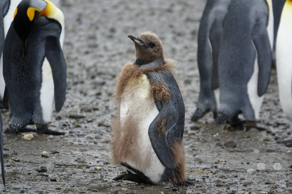 Südgeorgien und Südliche Sandwichsinseln - Sunset-Fjord