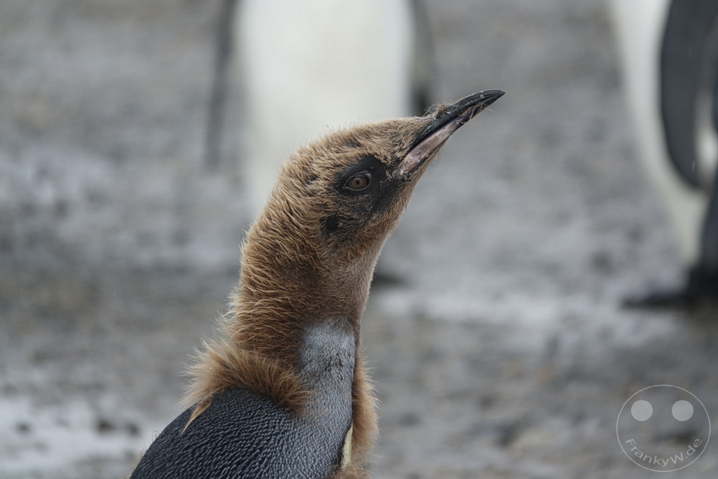Südgeorgien und Südliche Sandwichsinseln - Sunset-Fjord