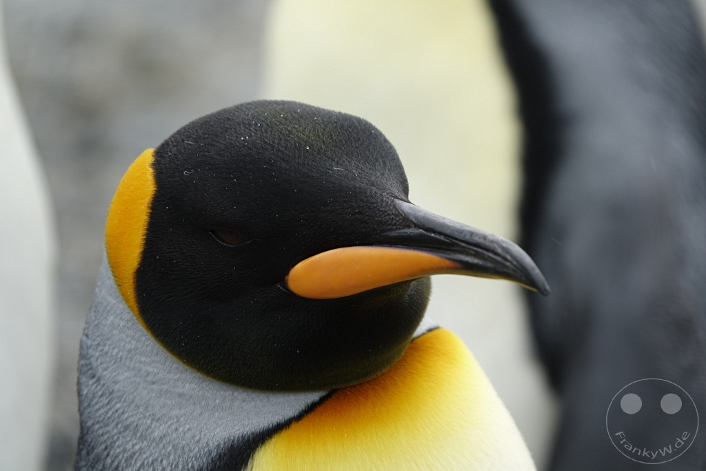 Südgeorgien und Südliche Sandwichsinseln - Sunset-Fjord