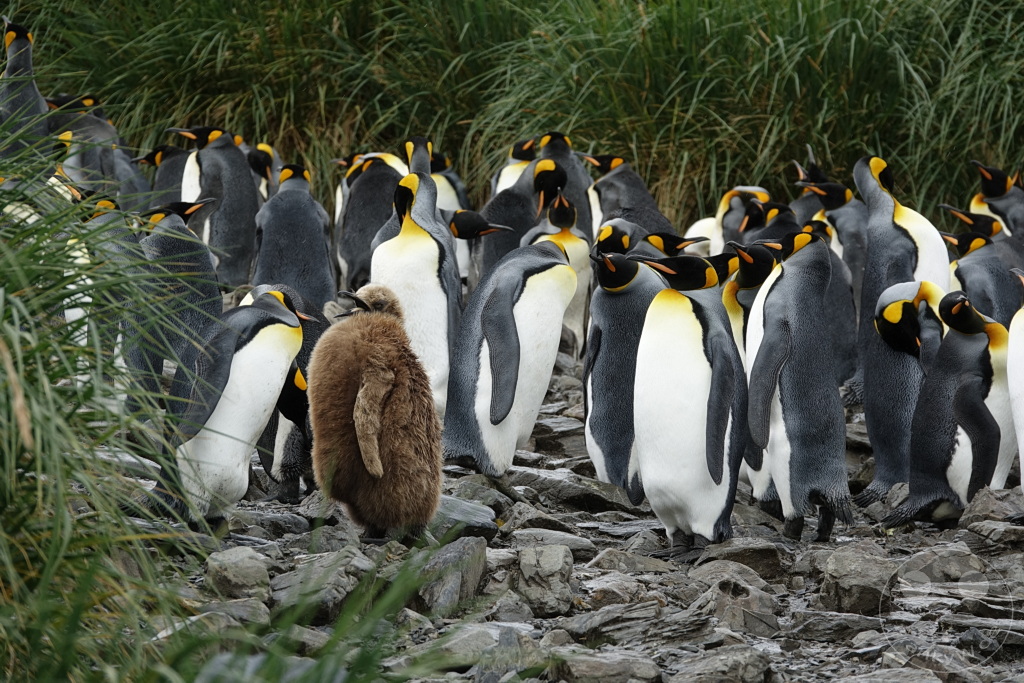 Südgeorgien und Südliche Sandwichsinseln - Sunset-Fjord