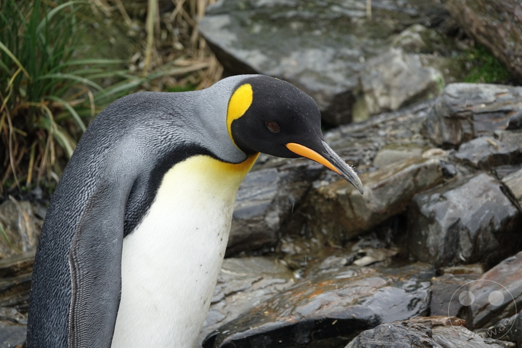 Südgeorgien und Südliche Sandwichsinseln - Sunset-Fjord