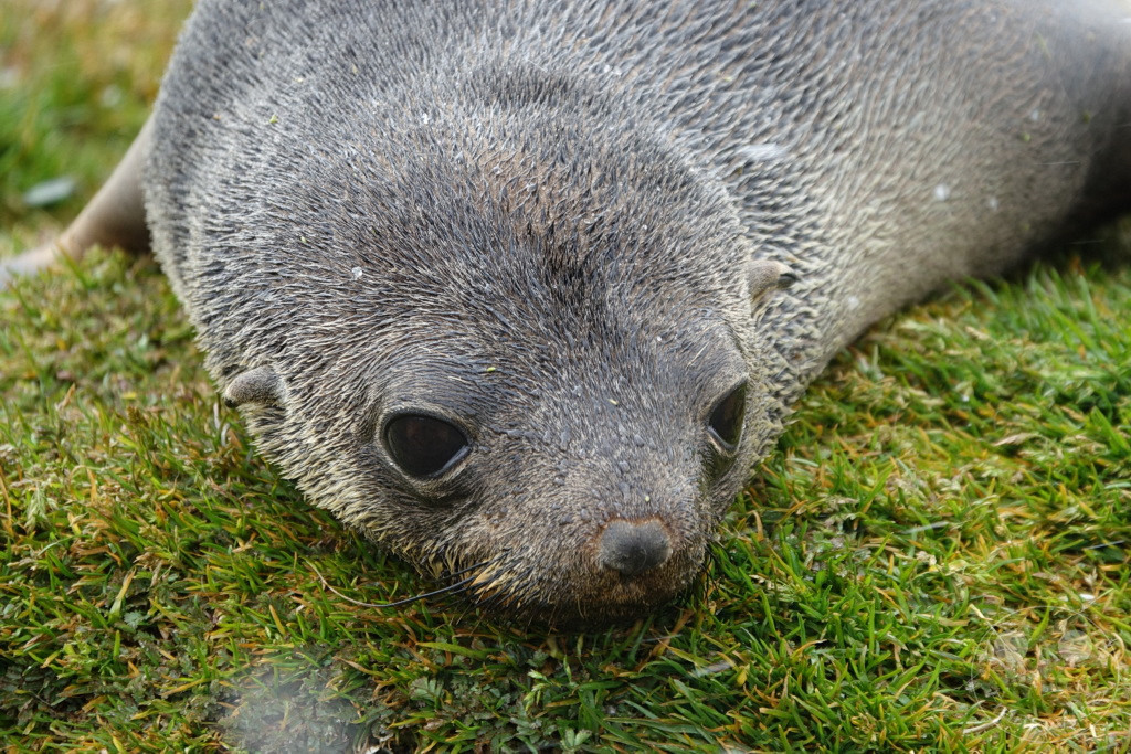 Südgeorgien und Südliche Sandwichsinseln - Sunset-Fjord
