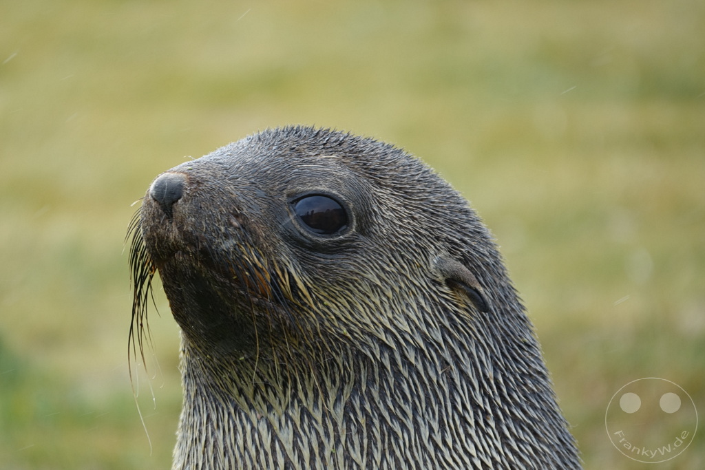 Südgeorgien und Südliche Sandwichsinseln - Sunset-Fjord