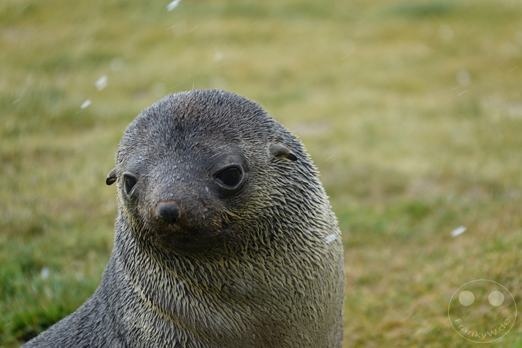 Südgeorgien und Südliche Sandwichsinseln - Sunset-Fjord