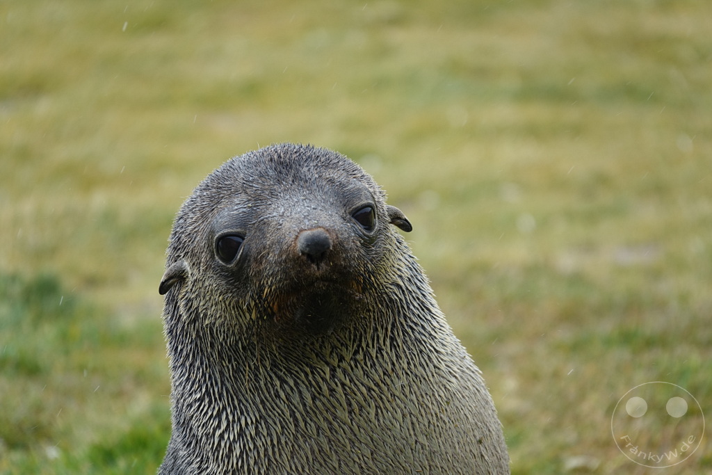 Südgeorgien und Südliche Sandwichsinseln - Sunset-Fjord