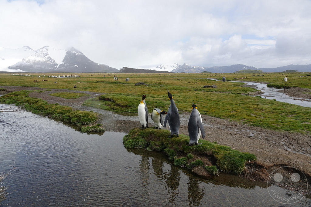 Südgeorgien und Südliche Sandwichsinseln - Sunset-Fjord