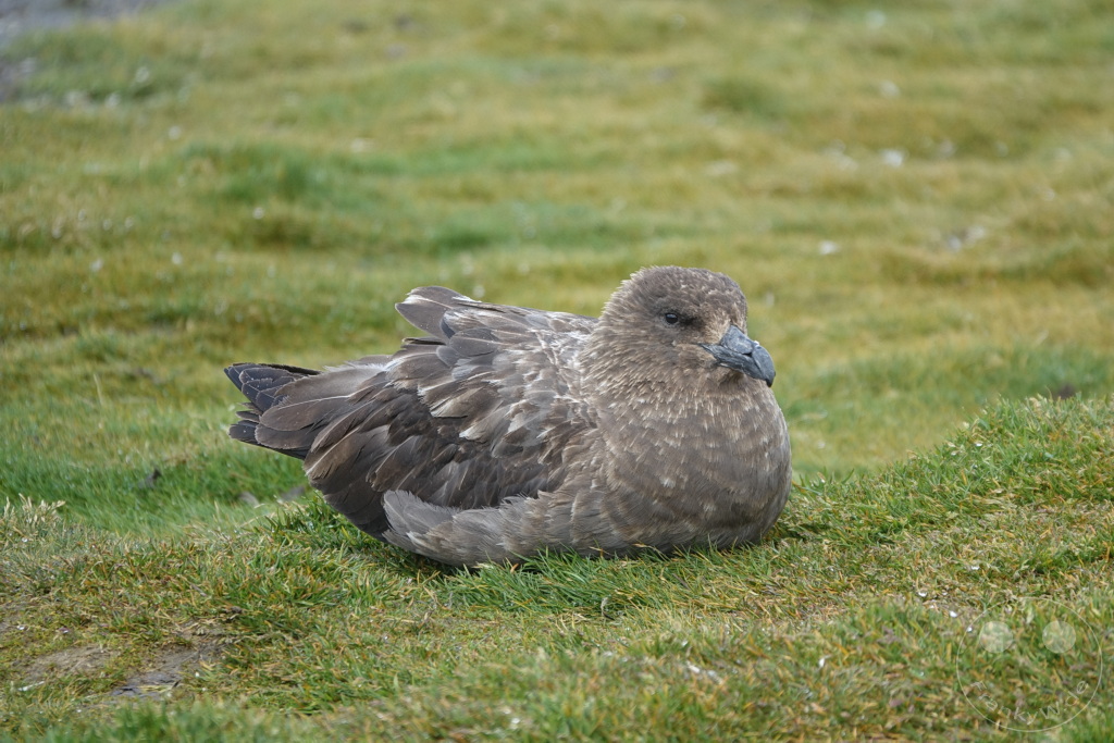 Südgeorgien und Südliche Sandwichsinseln - Sunset-Fjord