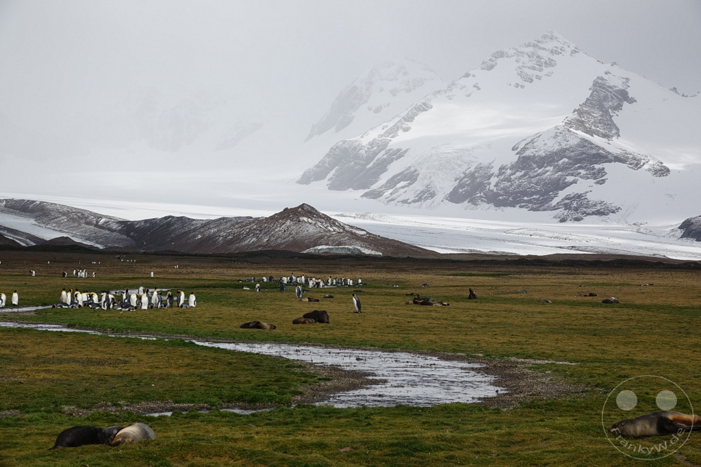 Südgeorgien und Südliche Sandwichsinseln - Sunset-Fjord