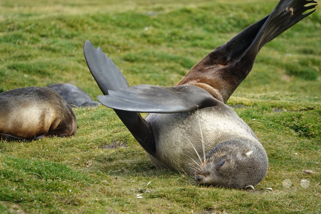 Südgeorgien und Südliche Sandwichsinseln - Sunset-Fjord