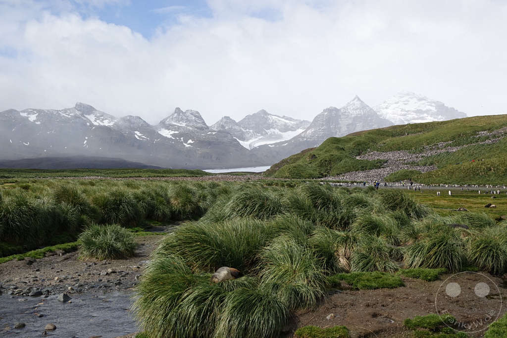Südgeorgien und Südliche Sandwichsinseln - Sunset-Fjord