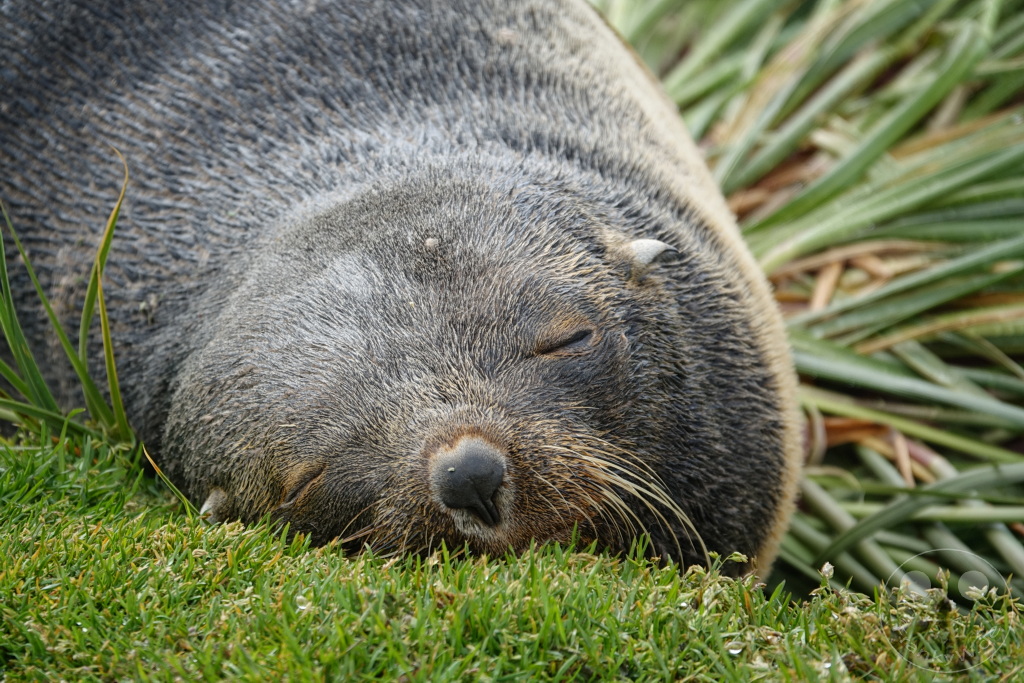 Südgeorgien und Südliche Sandwichsinseln - Sunset-Fjord