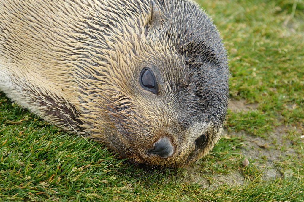 Südgeorgien und Südliche Sandwichsinseln - Sunset-Fjord