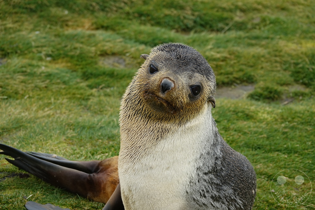 Südgeorgien und Südliche Sandwichsinseln - Sunset-Fjord