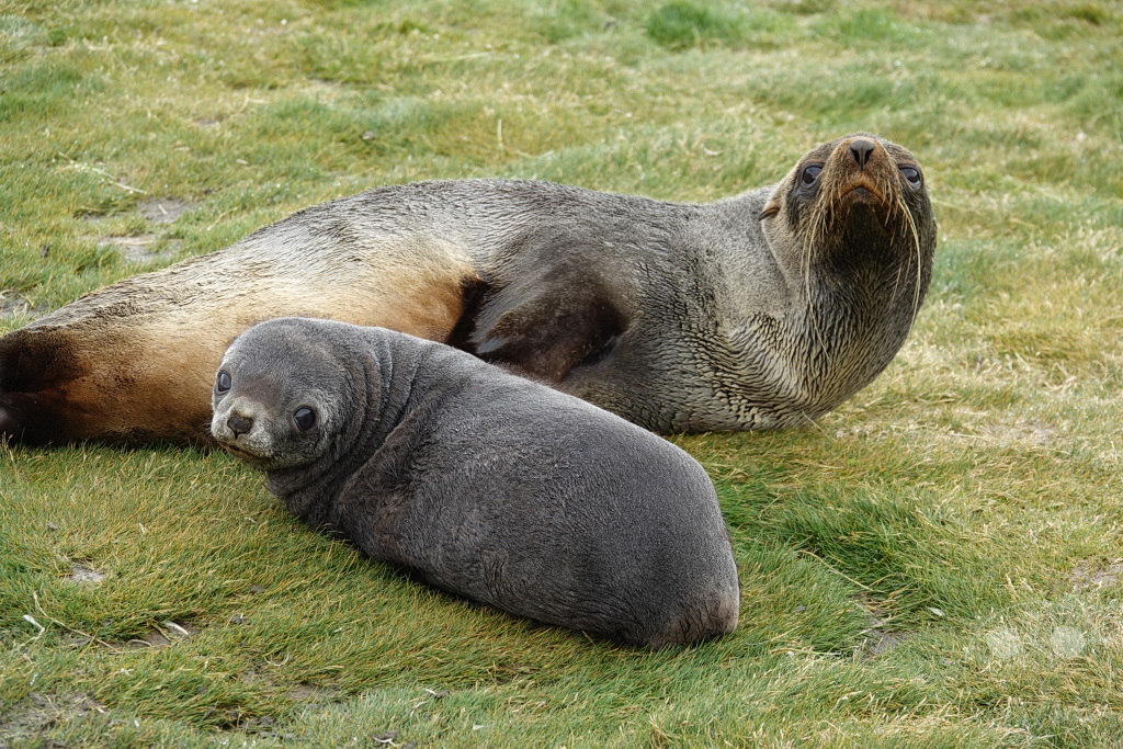 Südgeorgien und Südliche Sandwichsinseln - Sunset-Fjord