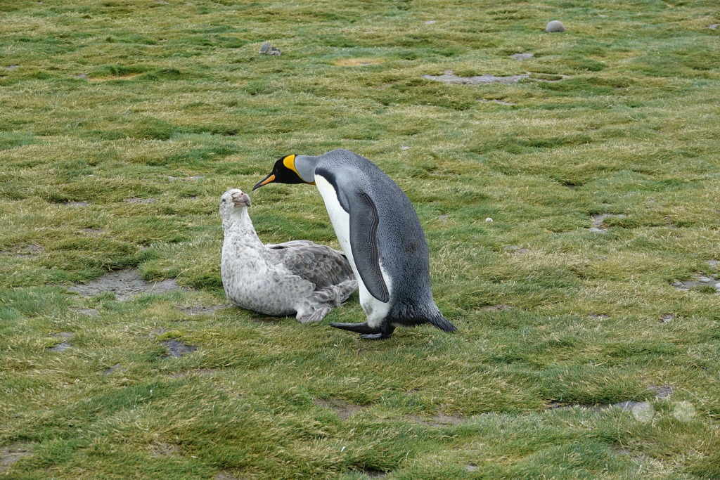 Südgeorgien und Südliche Sandwichsinseln - Sunset-Fjord