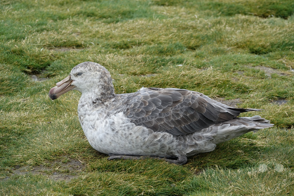Südgeorgien und Südliche Sandwichsinseln - Sunset-Fjord