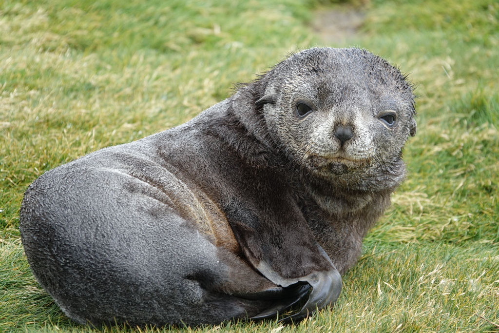 Südgeorgien und Südliche Sandwichsinseln - Sunset-Fjord