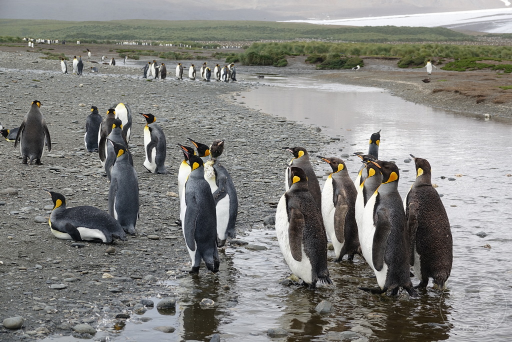 Südgeorgien und Südliche Sandwichsinseln - Sunset-Fjord