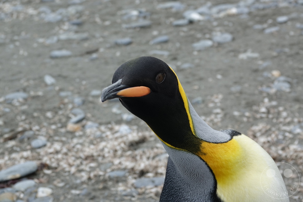 Südgeorgien und Südliche Sandwichsinseln - Sunset-Fjord