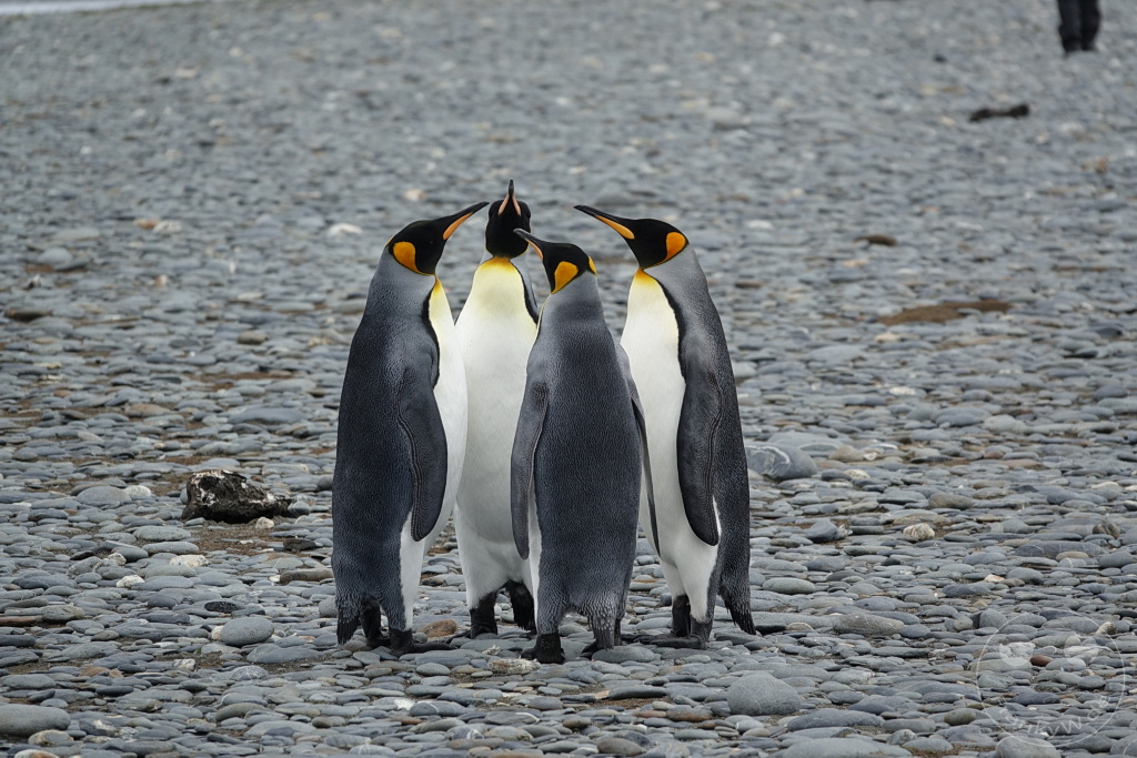 Südgeorgien und Südliche Sandwichsinseln - Sunset-Fjord