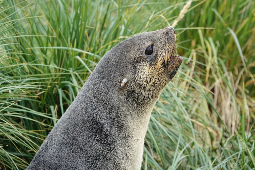 Südgeorgien und Südliche Sandwichsinseln - Sunset-Fjord