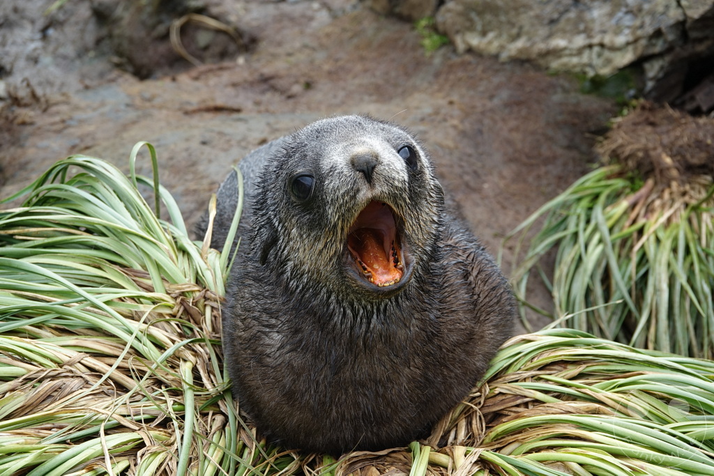 Südgeorgien und Südliche Sandwichsinseln - Sunset-Fjord