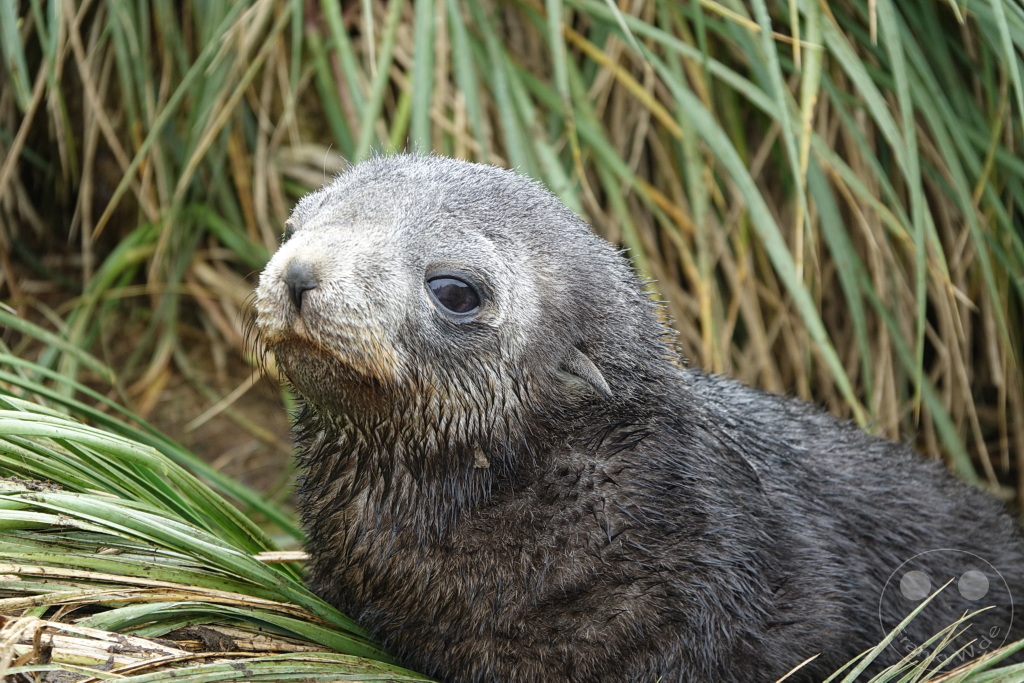 Südgeorgien und Südliche Sandwichsinseln - Sunset-Fjord