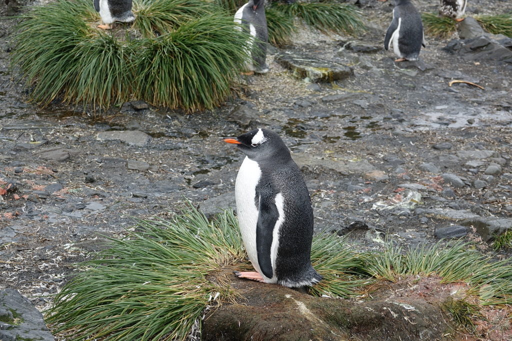 Südgeorgien und Südliche Sandwichsinseln - Sunset-Fjord