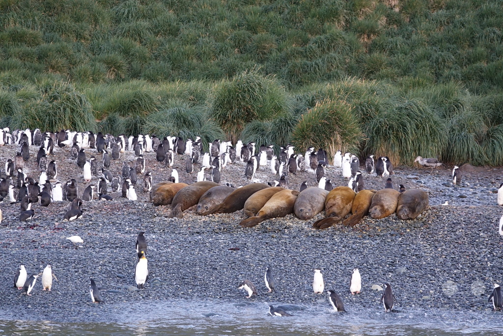 Südgeorgien und Südliche Sandwichsinseln - Cooper Bay