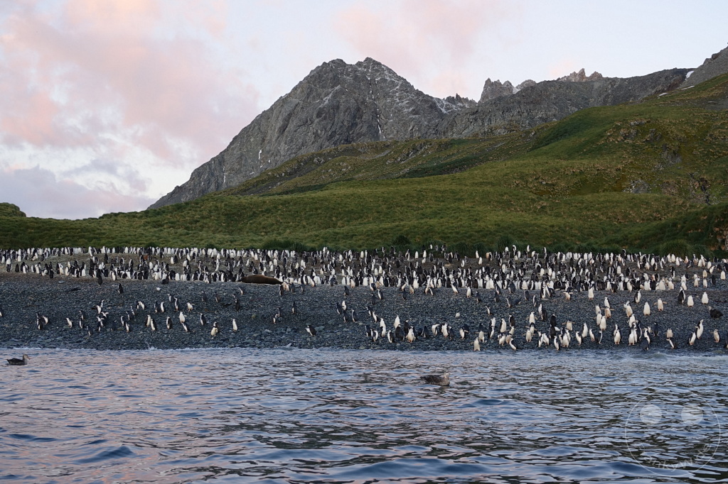 Südgeorgien und Südliche Sandwichsinseln - Cooper Bay