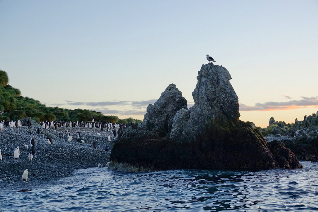 Südgeorgien und Südliche Sandwichsinseln - Cooper Bay