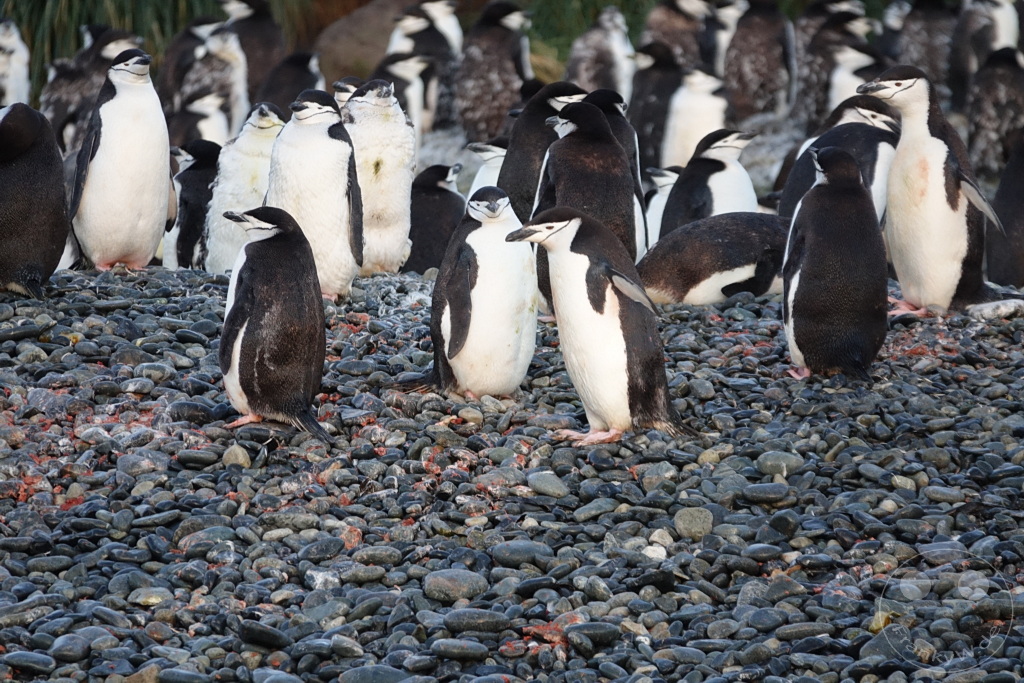 Südgeorgien und Südliche Sandwichsinseln - Cooper Bay