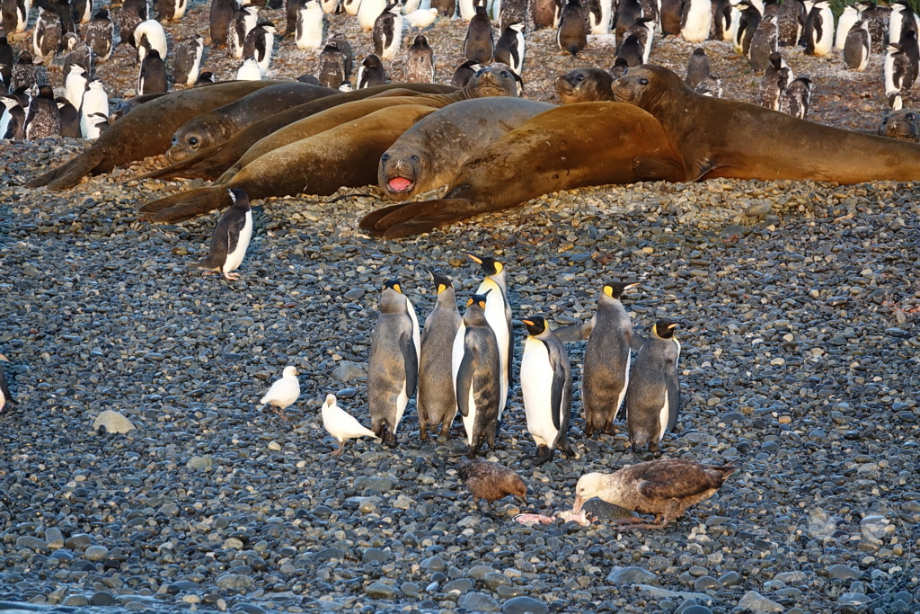Südgeorgien und Südliche Sandwichsinseln - Cooper Bay