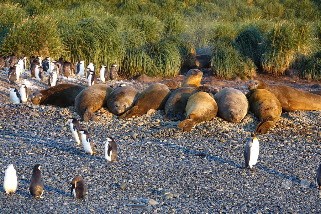 Südgeorgien und Südliche Sandwichsinseln - Cooper Bay