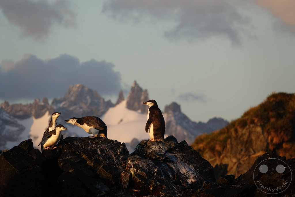 Südgeorgien und Südliche Sandwichsinseln - Cooper Bay