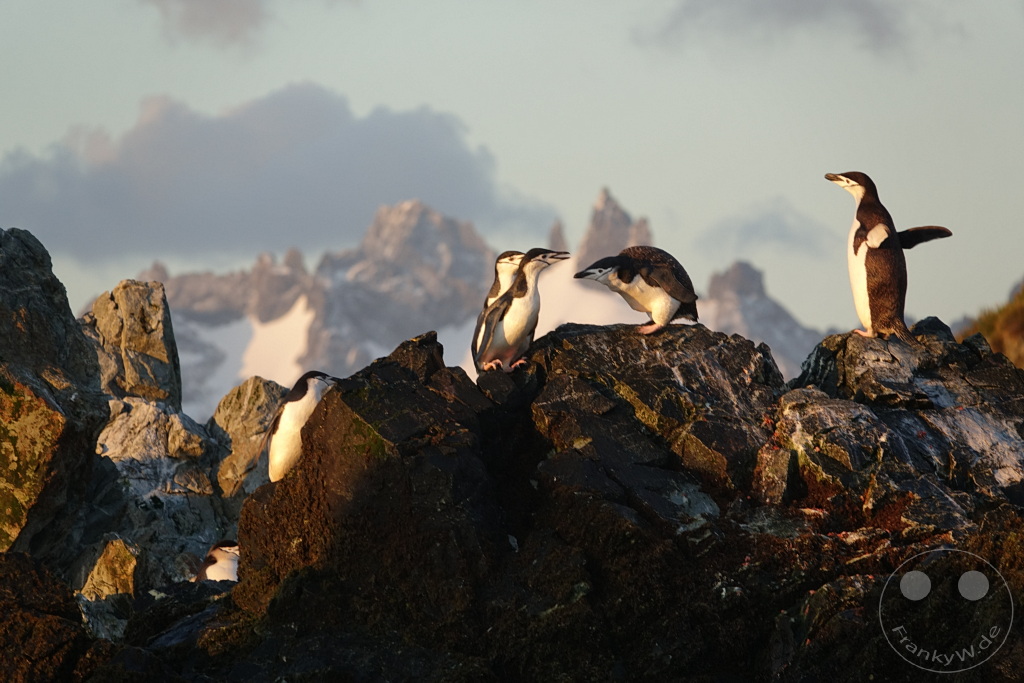 Südgeorgien und Südliche Sandwichsinseln - Cooper Bay