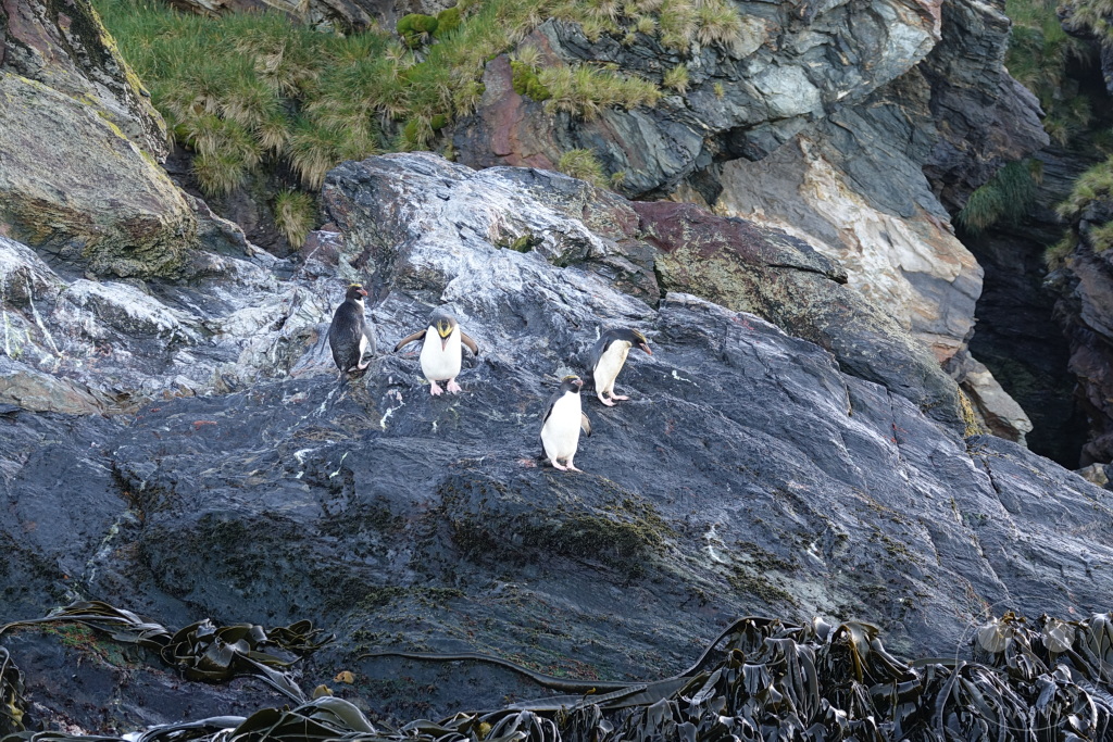 Südgeorgien und Südliche Sandwichsinseln - Cooper Bay