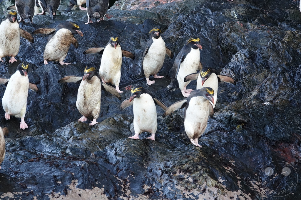 Südgeorgien und Südliche Sandwichsinseln - Cooper Bay
