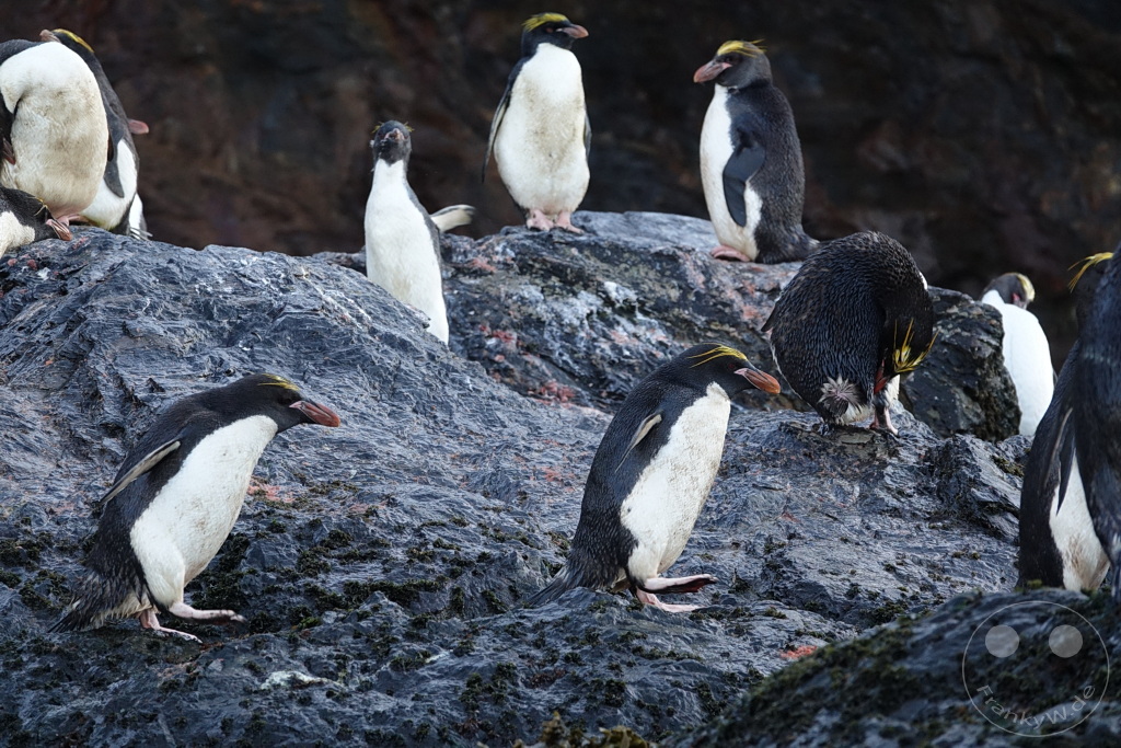 Südgeorgien und Südliche Sandwichsinseln - Cooper Bay