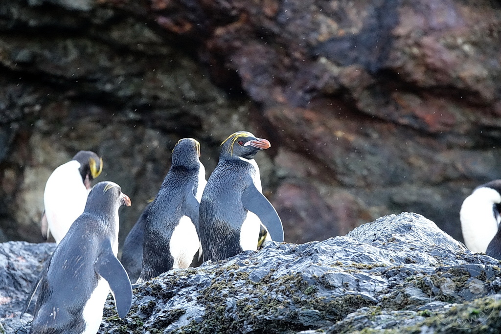 Südgeorgien und Südliche Sandwichsinseln - Cooper Bay