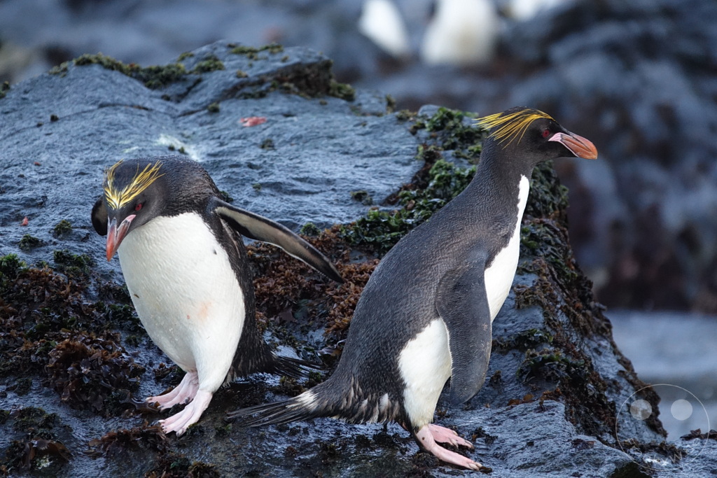 Südgeorgien und Südliche Sandwichsinseln - Cooper Bay